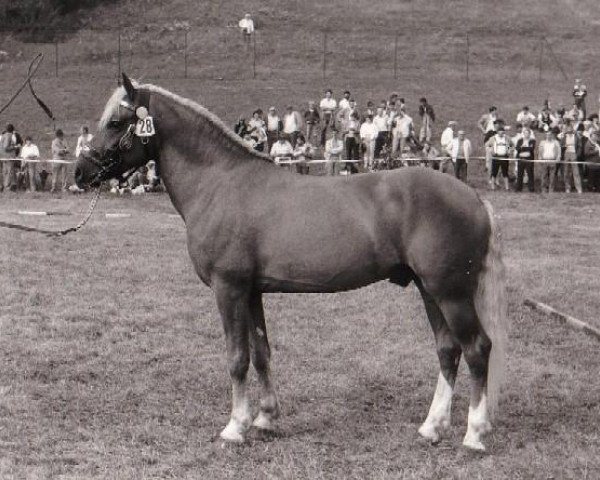 stallion Charlatan (25% ox) (Edelbluthaflinger, 1981, from Narkas (50% ox))