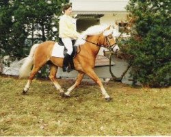 stallion Caro As (25% ox) (Edelbluthaflinger, 1984, from Carinus (25% ox))