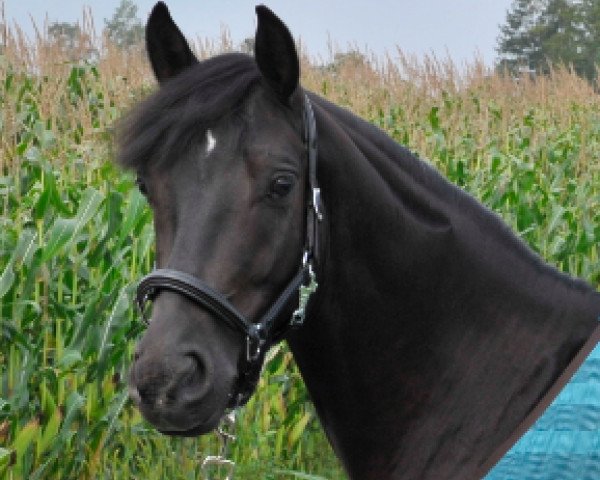 dressage horse Big L'Amour (German Riding Pony, 2008, from FS Pour l'Amour)