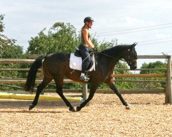 dressage horse Dschamilia (Württemberger, 1997, from Davidor)