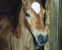 horse Leyla (Rheinländer, 2004, from Esclavo IX)