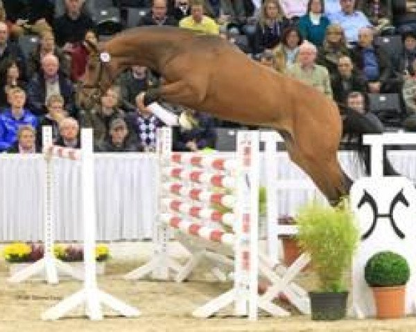jumper C-Mocca D'Or (Hanoverian, 2010, from Monte Bellini)