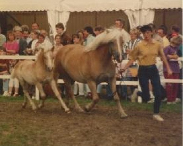 broodmare Wiconia (Haflinger, 1993, from Wico)