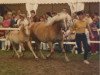 broodmare Wiconia (Haflinger, 1993, from Wico)