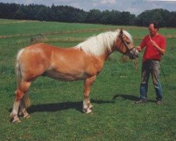 Pferd Husar (Haflinger, 1990, von Haron)