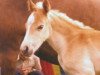 broodmare Nadin (Haflinger, 1976, from Nandu)