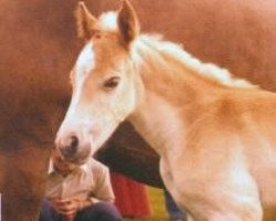 broodmare Nadin (Haflinger, 1976, from Nandu)