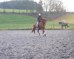 dressage horse Sandros Bombari (KWPN (Royal Dutch Sporthorse), 2006, from Santano)