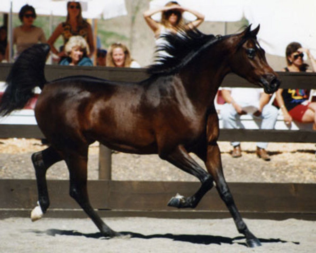 stallion Mishaah ox (Arabian purebred, 1993, from JK Spartan ox)