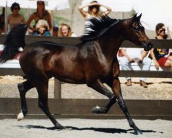 Deckhengst Mishaah ox (Vollblutaraber, 1993, von JK Spartan ox)