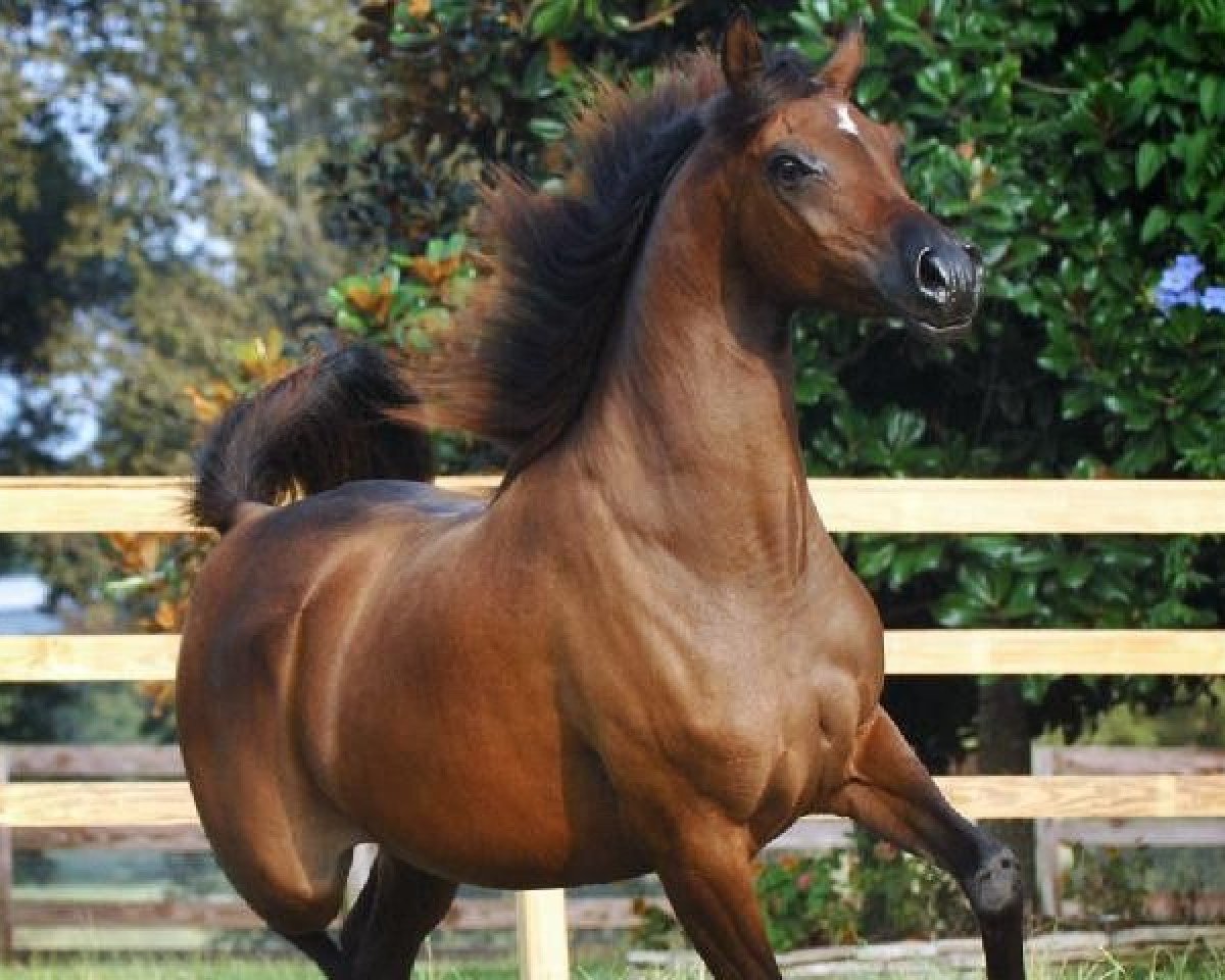 broodmare OFW Mishaahl ox (Arabian purebred, 2002, from Mishaah ox)