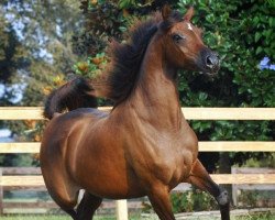 broodmare OFW Mishaahl ox (Arabian thoroughbred, 2002, from Mishaah ox)