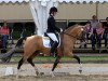stallion Fs Coco Jambo (German Riding Pony, 2006, from FS Champion de Luxe)