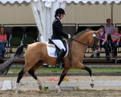 stallion Fs Coco Jambo (German Riding Pony, 2006, from FS Champion de Luxe)