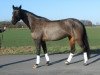 dressage horse Leyenda (Hanoverian, 2007, from Laurentio)