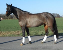 dressage horse Leyenda (Hanoverian, 2007, from Laurentio)