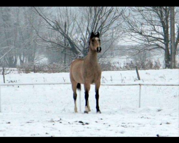 broodmare Leona (Hungarian Warmblood, 1993, from Gringo)