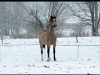 broodmare Leona (Hungarian Warmblood, 1993, from Gringo)