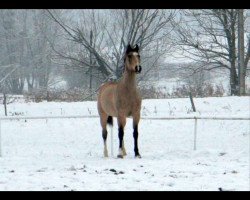 Zuchtstute Leona (Ungarisches Warmblut, 1993, von Gringo)