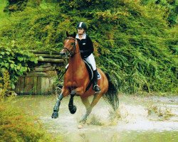 dressage horse Well Tano (Hanoverian, 2002, from White Star)