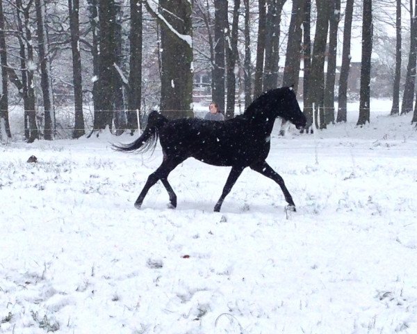 stallion Khitam ox (Arabian thoroughbred, 2009, from Gharb ox)