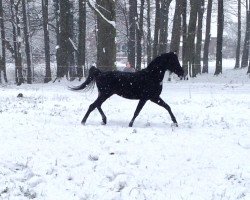 stallion Khitam ox (Arabian thoroughbred, 2009, from Gharb ox)