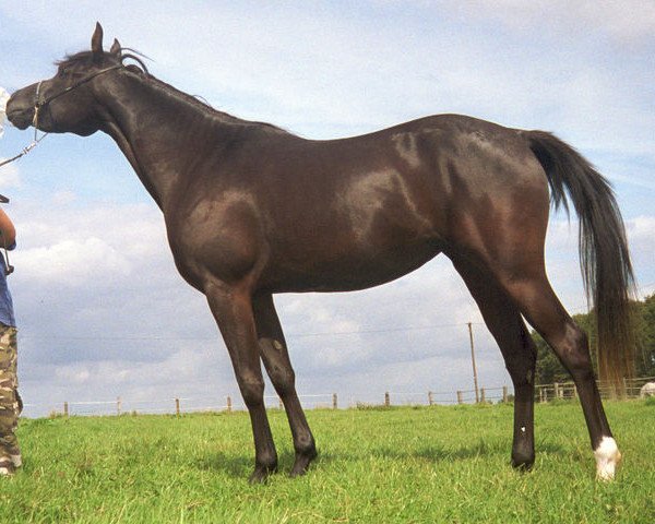 broodmare Kheschaara ox (Arabian thoroughbred, 2003, from Khaiber ox)