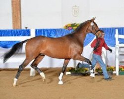 dressage horse Jazeel (Westphalian, 2011, from Jazz)