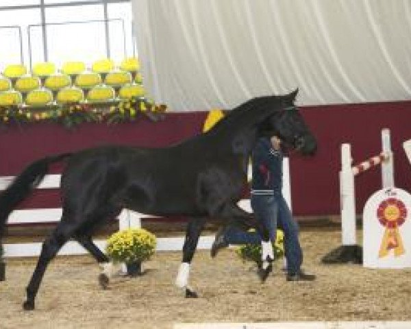 dressage horse Fioreggio (Hanoverian, 2011, from Fürst Nymphenburg)
