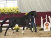 dressage horse Fioreggio (Hanoverian, 2011, from Fürst Nymphenburg)