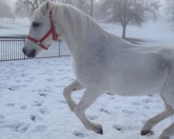 dressage horse Silver Dream (German Riding Pony, 1992, from Silvertop's As)