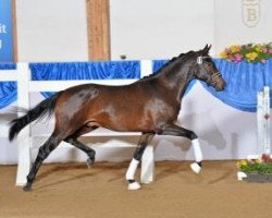 dressage horse Big Bang 4 (Bavarian, 2011, from Boston)