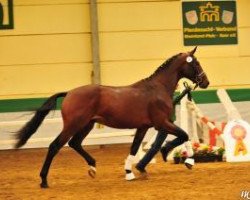 stallion Bocuse (Oldenburg, 2011, from Bordeaux 28)