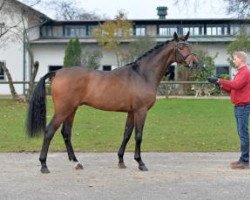 dressage horse Bowmore (Bavarian, 2011, from Belissimo NRW)