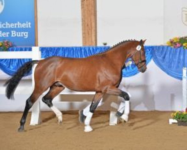 stallion Amazing Spirit (Bavarian, 2011, from Ampère)