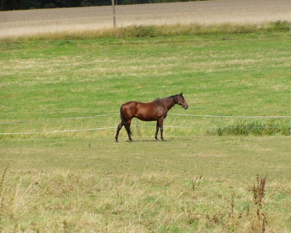 broodmare One More xx (Thoroughbred, 1988, from Lashkari xx)