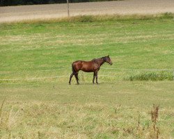 broodmare One More xx (Thoroughbred, 1988, from Lashkari xx)