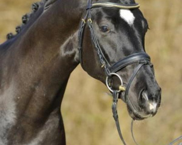 stallion Feriado (Bavarian, 2011, from Fabregas)