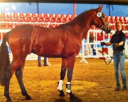 jumper Commissario 8 (Oldenburg show jumper, 2009, from Califax)