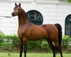 Deckhengst Kahil Al Shaqab ox (Amerikanisches Warmblut, 2008, von Marwan Al Shaqab ox)