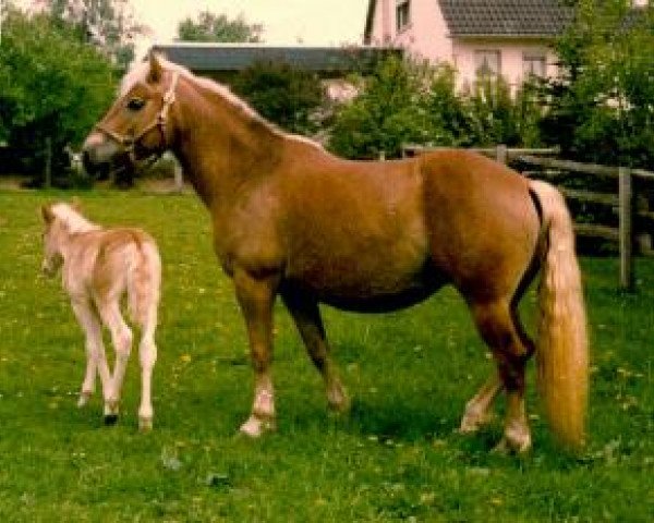 broodmare Nicolle (Haflinger, 1970, from Nordkar)