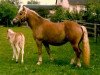 broodmare Nicolle (Haflinger, 1970, from Nordkar)