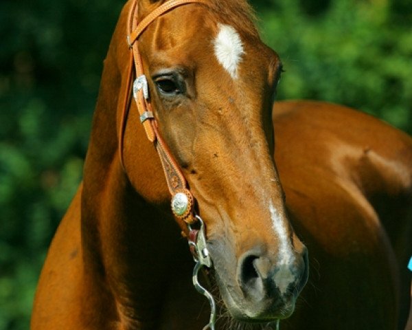 horse Virginia 64 (KWPN (Royal Dutch Sporthorse), 1986, from Legaat)