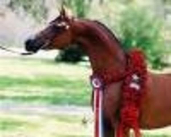 broodmare Albigowa ox (Arabian thoroughbred, 1987, from Fawor ox)