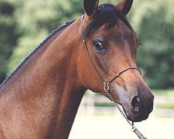 broodmare Pianosa ox (Arabian thoroughbred, 1998, from Eukaliptus ox)