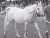 broodmare Nasam EAO (Arabian thoroughbred, 1947, from Shihab EAO)