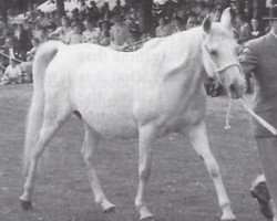 broodmare Nasam EAO (Arabian thoroughbred, 1947, from Shihab EAO)