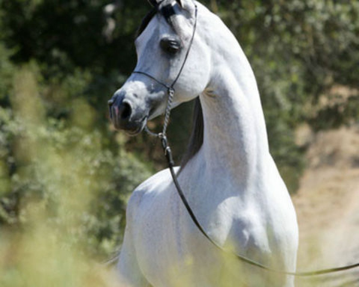 stallion Om El Shahmaan ox (Arabian purebred, 1999, from Sanadik El Shaklan ox)