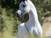 stallion Om El Shahmaan ox (Arabian thoroughbred, 1999, from Sanadik El Shaklan ox)