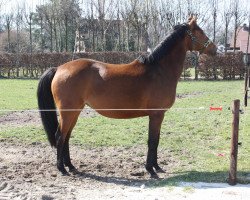 broodmare Mutschatscha (Hanoverian, 2001, from Markus Deak xx)